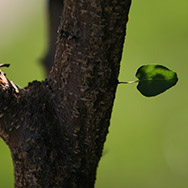 Životní prostředí